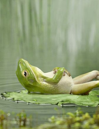 This is my kinda frog!